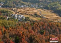 安徽黟县:冬日乡村景缤纷